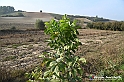 VBS_7728 - Andare lontano, oltre i campi da arare... e ancora più in là